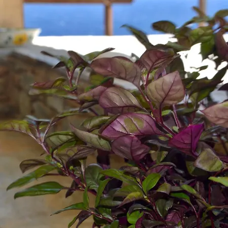 λεβάντα Διαμέρισμα